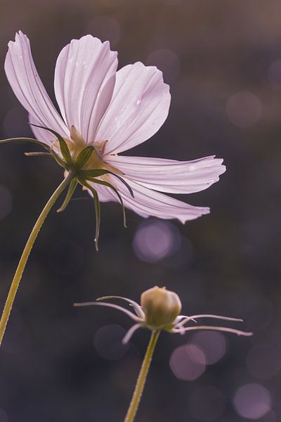 Cosmee in pink bokeh by Naturdetail Fotografie