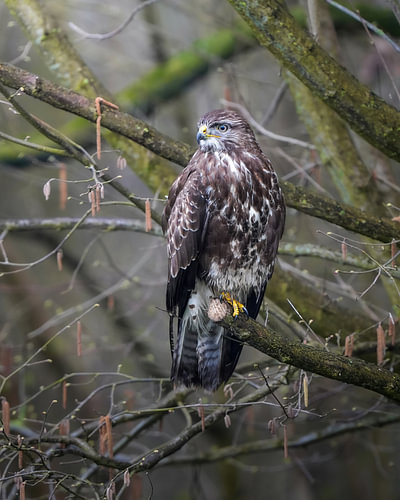 Mäusebussard in einem Baum