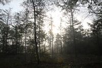Sun through the trees