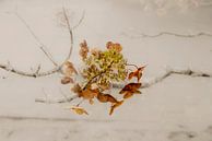 Hydrangea Pure. Autumn. Digital Art. Minimalism by Alie Ekkelenkamp thumbnail