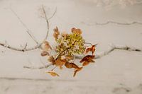 Hydrangea Pure. Autumn. Digital Art. Minimalism