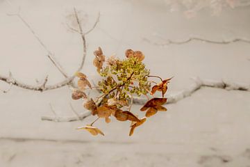 Hydrangea Pure. Autumn. Digital Art. Minimalism by Alie Ekkelenkamp