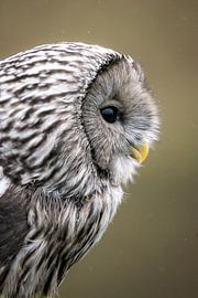 Photo portrait de hibou d'oursin sur Durk-jan Veenstra