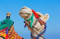 Portrait with head of camel and part of saddle with blue sky on background by Ben Schonewille thumbnail