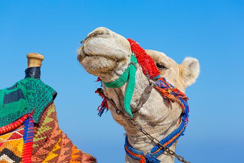 Portrait with head of camel and part of saddle with blue sky on background