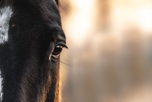 Rustige Reflectie Poëtische Blik van een Paard