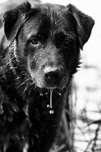 Een zwarte labrador in het water aan het genieten in zwart wit