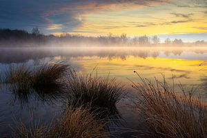 Brume matinale sur un petit lac dans les bois