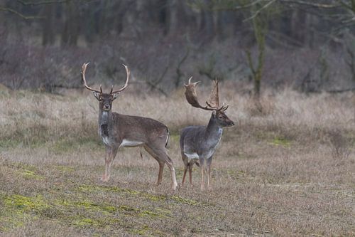 Le daim dans les dunes d'Amsterdam