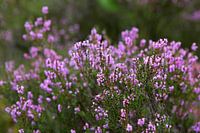 Broomheather
