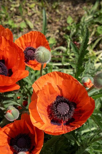 Red poppies and green leaves 3