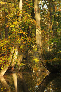 Dancing trees
