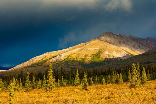 Herfst landschap in het Denali nationaal park