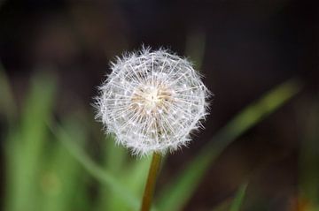 Paardenbloem van Jeroen van Deel