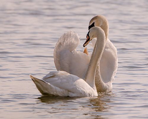 Zwanen liefde