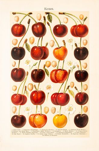 Vintage kleurenprent Kersen