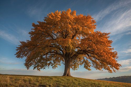 Majestueuze herfstboom in een weids landschap