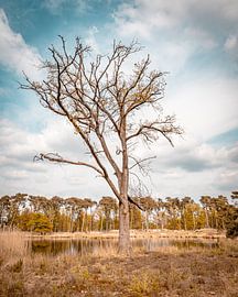 Kampina Boxtel Einsamer Baum mit blauem Himmel von Zwoele Plaatjes