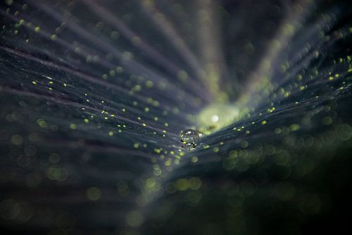 Druppels op een donker groen blad met gele stippen