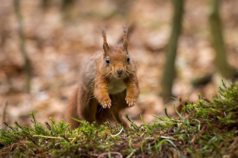 Jumping squirrel by Goffe Jensma
