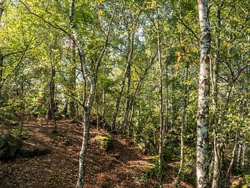 Kohlberg, Saxon Switzerland - Birch forest by Pixelwerk