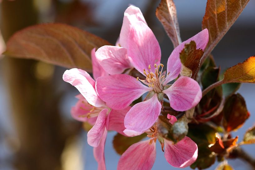 Colourful pink apple blossom in the spring. by Ans van Heck
