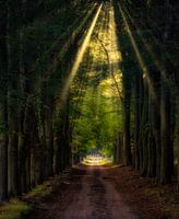 Goldenes Licht