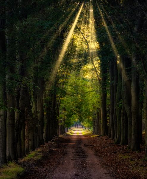 Golden Light by Arjen Uijttenboogaart
