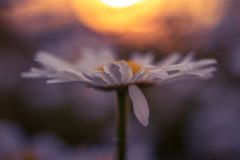Wilde Gänseblümchen in der Abendsonne von peterheinspictures