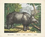 Rhinoceros indicus. / Rhinoceronte. / Nashorn. / Rhinoceros. / Rhinoceros, firm of Joseph Scholz, 18 by Gave Meesters thumbnail