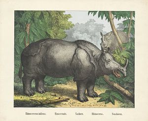 Rhinoceros indicus. / Rhinoceronte. / Nashorn. / Rhinozeros. / Nashorn, Firma von Joseph Scholz, 182