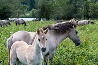 Konik horse foal