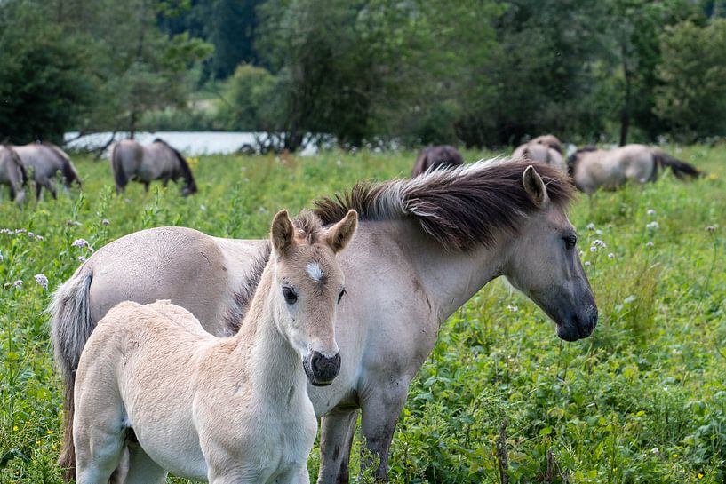 Konik horse foal by Diantha Risiglione