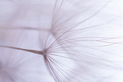 Summer breeze (airy shot of the seed fluff of the Yellow goat's beard) by Birgitte Bergman