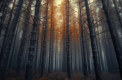 In the enchanted forest