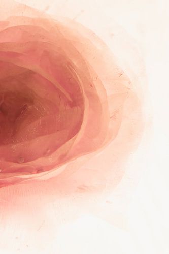 Renoncule en glace 1