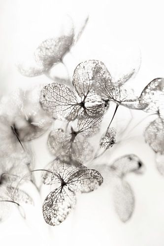 Dried hydrangea