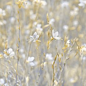 The lightness of nature by Violetta Honkisz