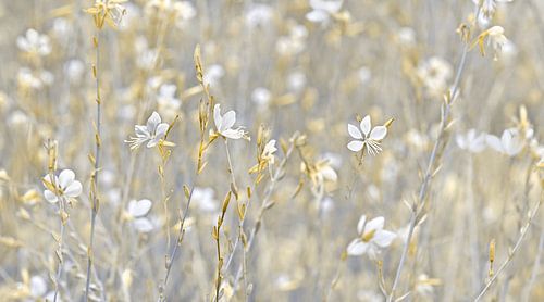 The lightness of nature by Violetta Honkisz