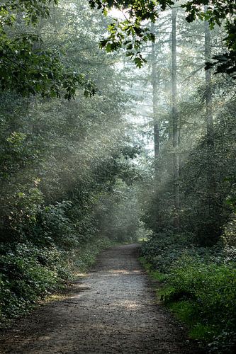 A morning walk in the forest