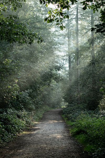 Ein Morgenspaziergang im Wald von Captured by Kay