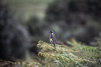 New Holland Honey Eater