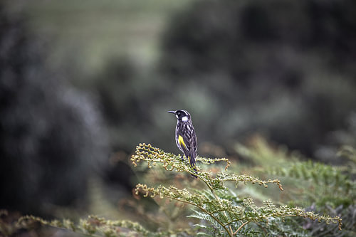 New Holland Honey Eater