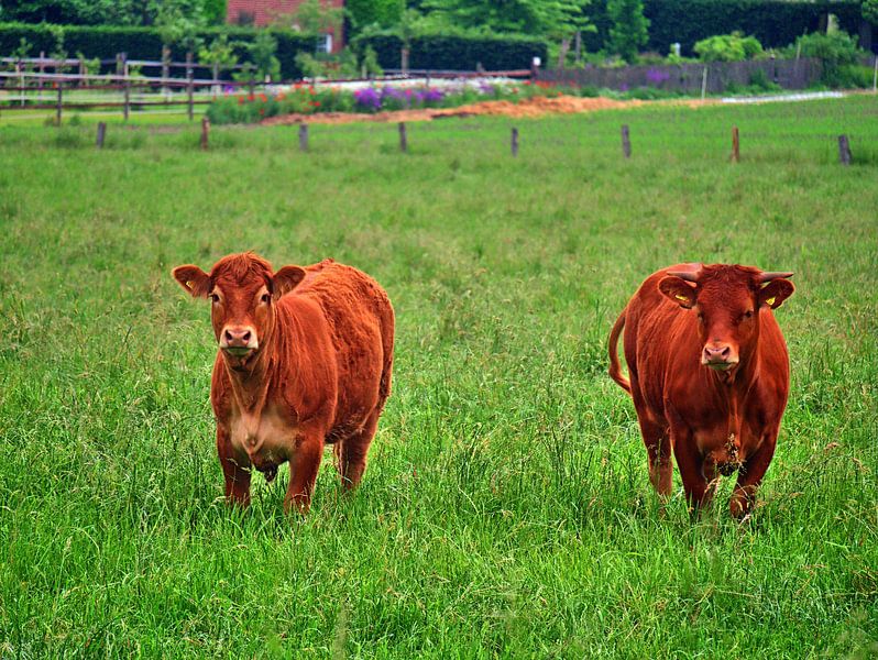 jong vee van Edgar Schermaul