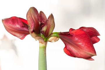 Amaryllis Tosca von Sonja Waschke