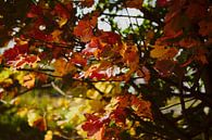 Blätter im Herbst von Klaus Feurich Photography Miniaturansicht