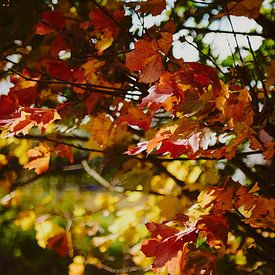 Herfstbladeren van Klaus Feurich Photography