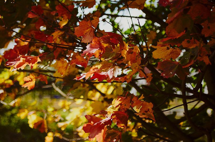 Blätter im Herbst von Klaus Feurich Photography