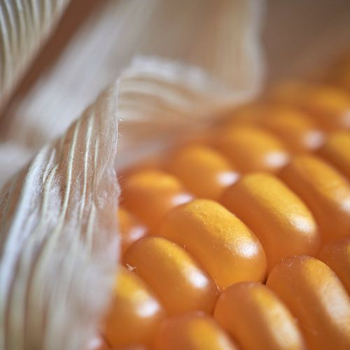 Détail d'un épi de maïs