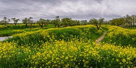 The yellow zone by John Goossens Photography